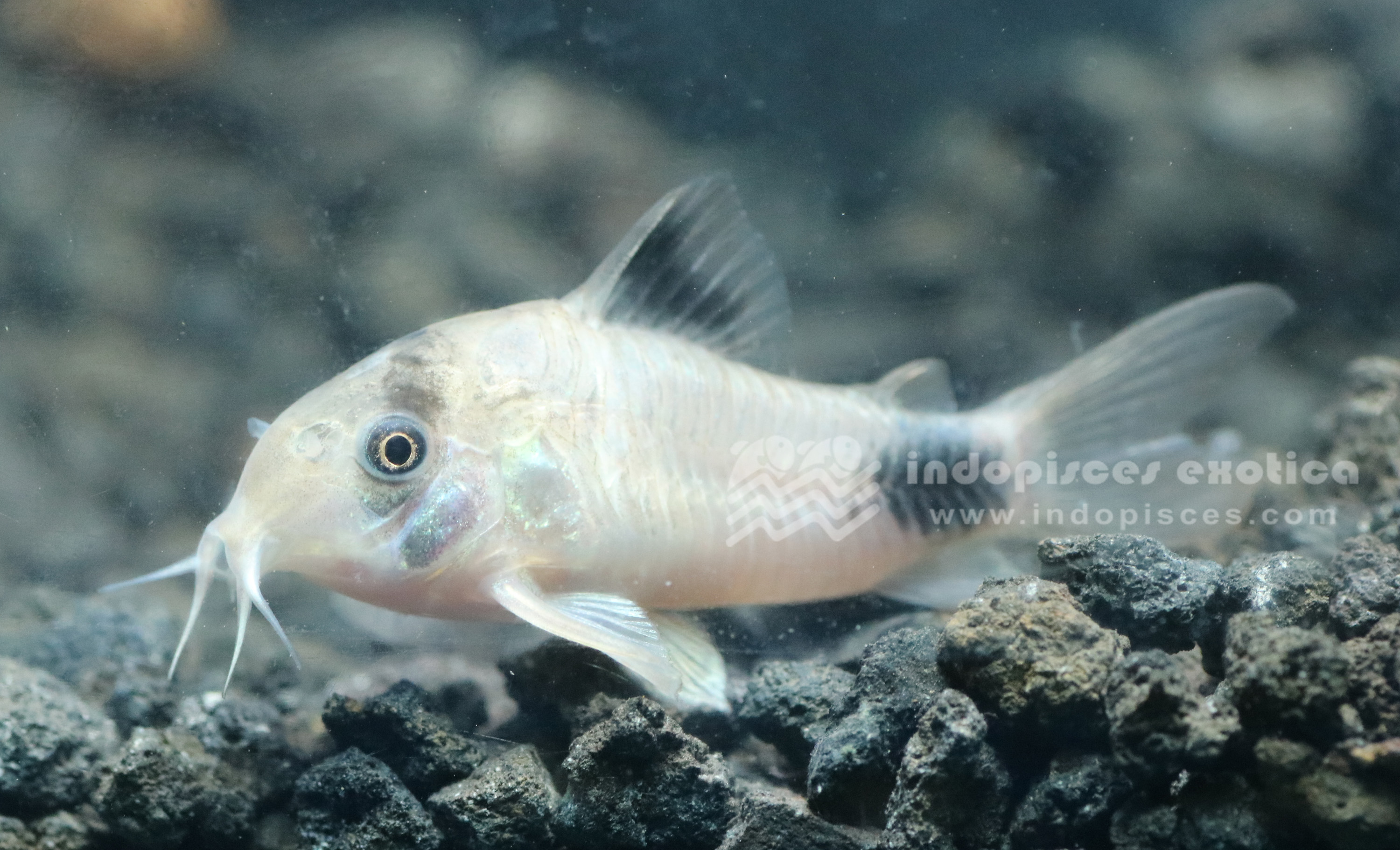 Corydoras Panda